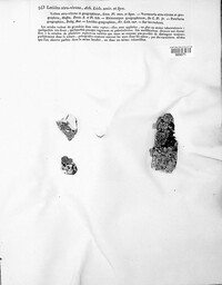 Rhizocarpon geographicum image